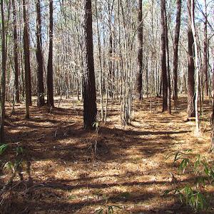 Photo #45 of SOLD property in Off Indian Creek Rd, Chesapeake, VA 105.7 acres