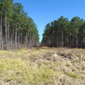 Photo #53 of SOLD property in Off Indian Creek Rd, Chesapeake, VA 105.7 acres