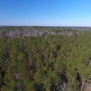 Photo #5 of SOLD property in Off McLean Chapel Church Road, Bunnlevel, NC 60.8 acres