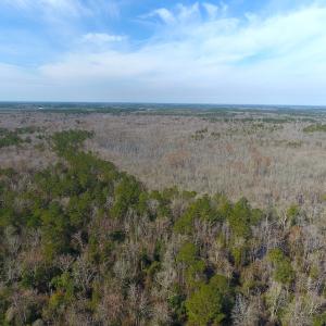 Photo #5 of SOLD property in Off Mosquito Hill Road, Ash, NC 71.9 acres