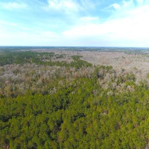 Photo #8 of SOLD property in Off Mosquito Hill Road, Ash, NC 71.9 acres