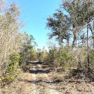 Photo #10 of SOLD property in Off Mosquito Hill Road, Ash, NC 71.9 acres