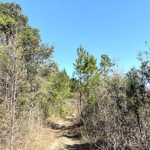 Photo #11 of SOLD property in Off Mosquito Hill Road, Ash, NC 71.9 acres