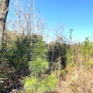 Photo #12 of SOLD property in Off Mosquito Hill Road, Ash, NC 71.9 acres