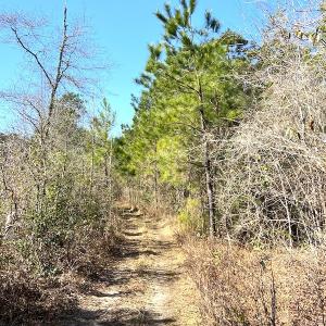 Photo #13 of SOLD property in Off Mosquito Hill Road, Ash, NC 71.9 acres