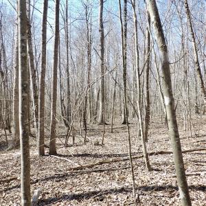 Photo #24 of SOLD property in Off Table Rock Lane, Nathalie, VA 20.0 acres