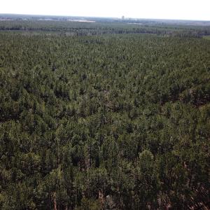 Photo #15 of SOLD property in Off Hunt Club Rd, Carrsville, VA 138.0 acres