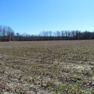 Photo #23 of SOLD property in Off Hunt Club Rd, Carrsville, VA 138.0 acres