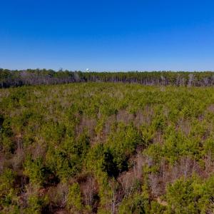 Photo #26 of SOLD property in 720 Eagles Road , Pinetops , NC 45.3 acres