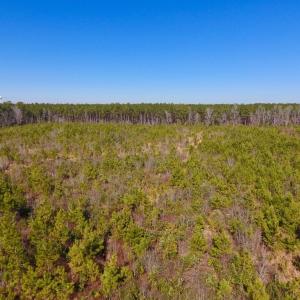 Photo #27 of SOLD property in 720 Eagles Road , Pinetops , NC 45.3 acres