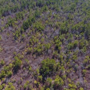 Photo #28 of SOLD property in 720 Eagles Road , Pinetops , NC 45.3 acres