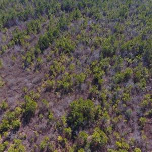 Photo #27 of SOLD property in Off Allie Mae Road , Cedar Grove , NC 11.8 acres