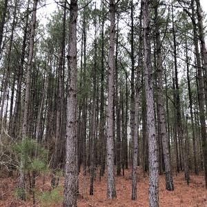 Photo #6 of SOLD property in Off McKays Bridge Road, Hamer, SC 64.0 acres