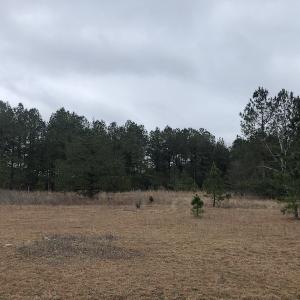 Photo #9 of SOLD property in Off McKays Bridge Road, Hamer, SC 64.0 acres