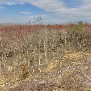Photo #28 of SOLD property in Off Gardner School Road , Stantonsburg, NC 84.7 acres