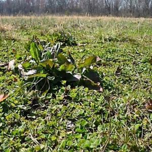 Photo #23 of SOLD property in 1480 Occoneechee Neck Road, Jackson, NC 268.0 acres
