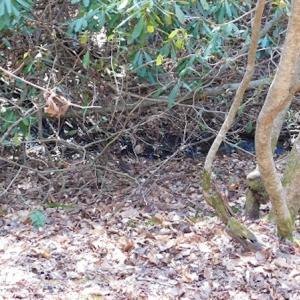 Photo #10 of 955 Country Rd., Austinville, VA 27.0 acres