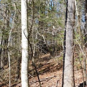 Photo #11 of 955 Country Rd., Austinville, VA 27.0 acres