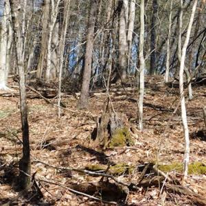 Photo #12 of 955 Country Rd., Austinville, VA 27.0 acres