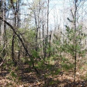 Photo #14 of 955 Country Rd., Austinville, VA 27.0 acres