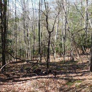Photo #17 of 955 Country Rd., Austinville, VA 27.0 acres