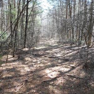 Photo #19 of 955 Country Rd., Austinville, VA 27.0 acres