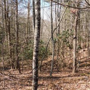 Photo #5 of 955 Country Rd., Austinville, VA 27.0 acres