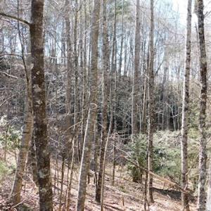 Photo #6 of 955 Country Rd., Austinville, VA 27.0 acres