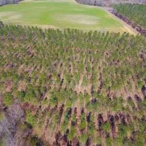Photo #13 of SOLD property in Off Berrywood Lane , Whitakers , NC 147.0 acres