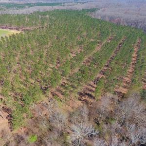 Photo #14 of SOLD property in Off Berrywood Lane , Whitakers , NC 147.0 acres