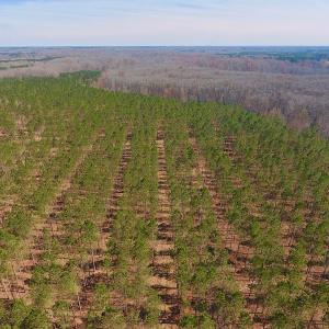 Photo #15 of SOLD property in Off Berrywood Lane , Whitakers , NC 147.0 acres