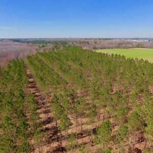 Photo #16 of SOLD property in Off Berrywood Lane , Whitakers , NC 147.0 acres