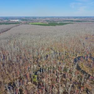 Photo #17 of SOLD property in Off Berrywood Lane , Whitakers , NC 147.0 acres