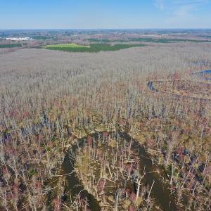 Photo #18 of SOLD property in Off Berrywood Lane , Whitakers , NC 147.0 acres