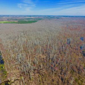 Photo #19 of SOLD property in Off Berrywood Lane , Whitakers , NC 147.0 acres
