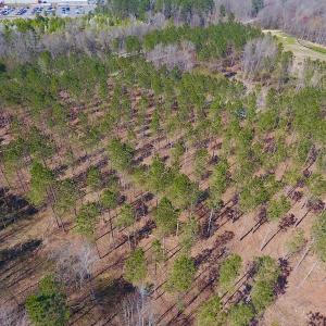 Photo #24 of SOLD property in Off Berrywood Lane , Whitakers , NC 147.0 acres