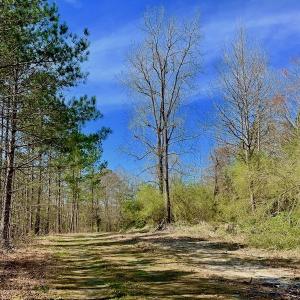 Photo #38 of SOLD property in Off Berrywood Lane , Whitakers , NC 147.0 acres
