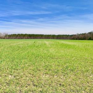 Photo #40 of SOLD property in Off Berrywood Lane , Whitakers , NC 147.0 acres