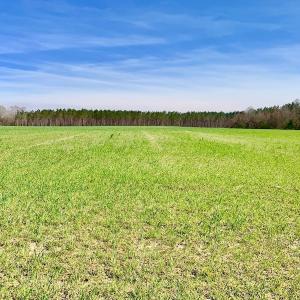 Photo #40 of SOLD property in Off Berrywood Lane , Whitakers , NC 147.0 acres