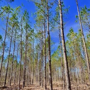 Photo #41 of SOLD property in Off Berrywood Lane , Whitakers , NC 147.0 acres