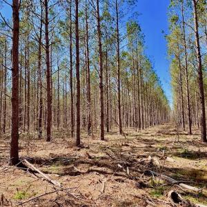 Photo #42 of SOLD property in Off Berrywood Lane , Whitakers , NC 147.0 acres