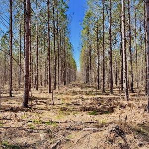 Photo #43 of SOLD property in Off Berrywood Lane , Whitakers , NC 147.0 acres