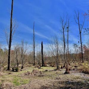 Photo #44 of SOLD property in Off Berrywood Lane , Whitakers , NC 147.0 acres