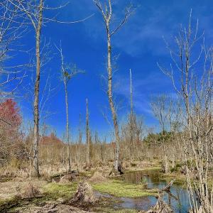 Photo #45 of SOLD property in Off Berrywood Lane , Whitakers , NC 147.0 acres
