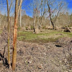 Photo #46 of SOLD property in Off Berrywood Lane , Whitakers , NC 147.0 acres