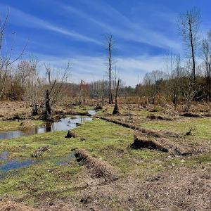 Photo #47 of SOLD property in Off Berrywood Lane , Whitakers , NC 147.0 acres