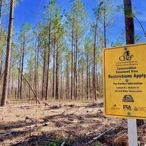Photo #48 of SOLD property in Off Berrywood Lane , Whitakers , NC 147.0 acres