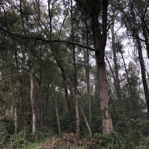 Photo #8 of Twin Oak Lane, North Myrtle Beach, SC 0.8 acres