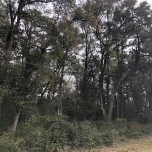 Photo #6 of Twin Oak Lane - Lot 2; Franklin Shores, North Myrtle Beach, SC 0.6 acres
