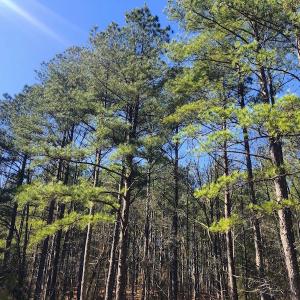 Photo #5 of SOLD property in Off Dragonfly Lane, Sanford, NC 10.1 acres